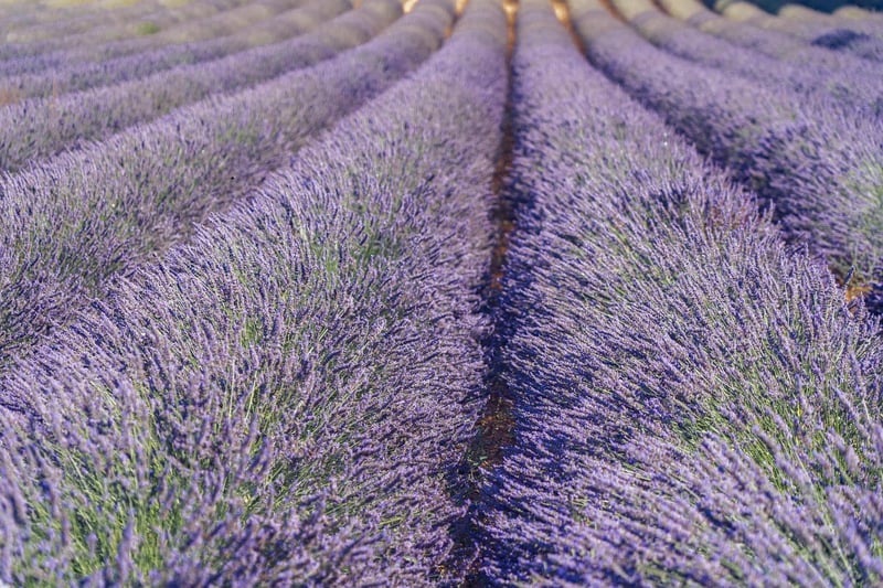 Outdoor Plants