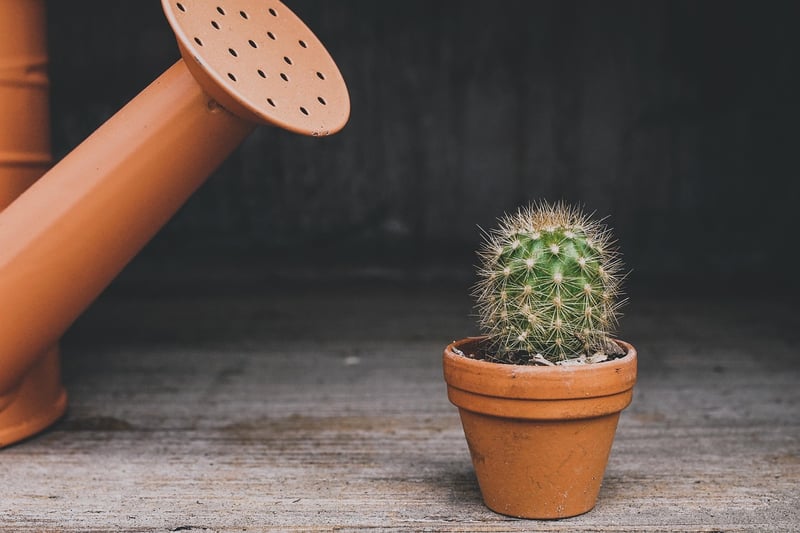 Indoor Plant Decor